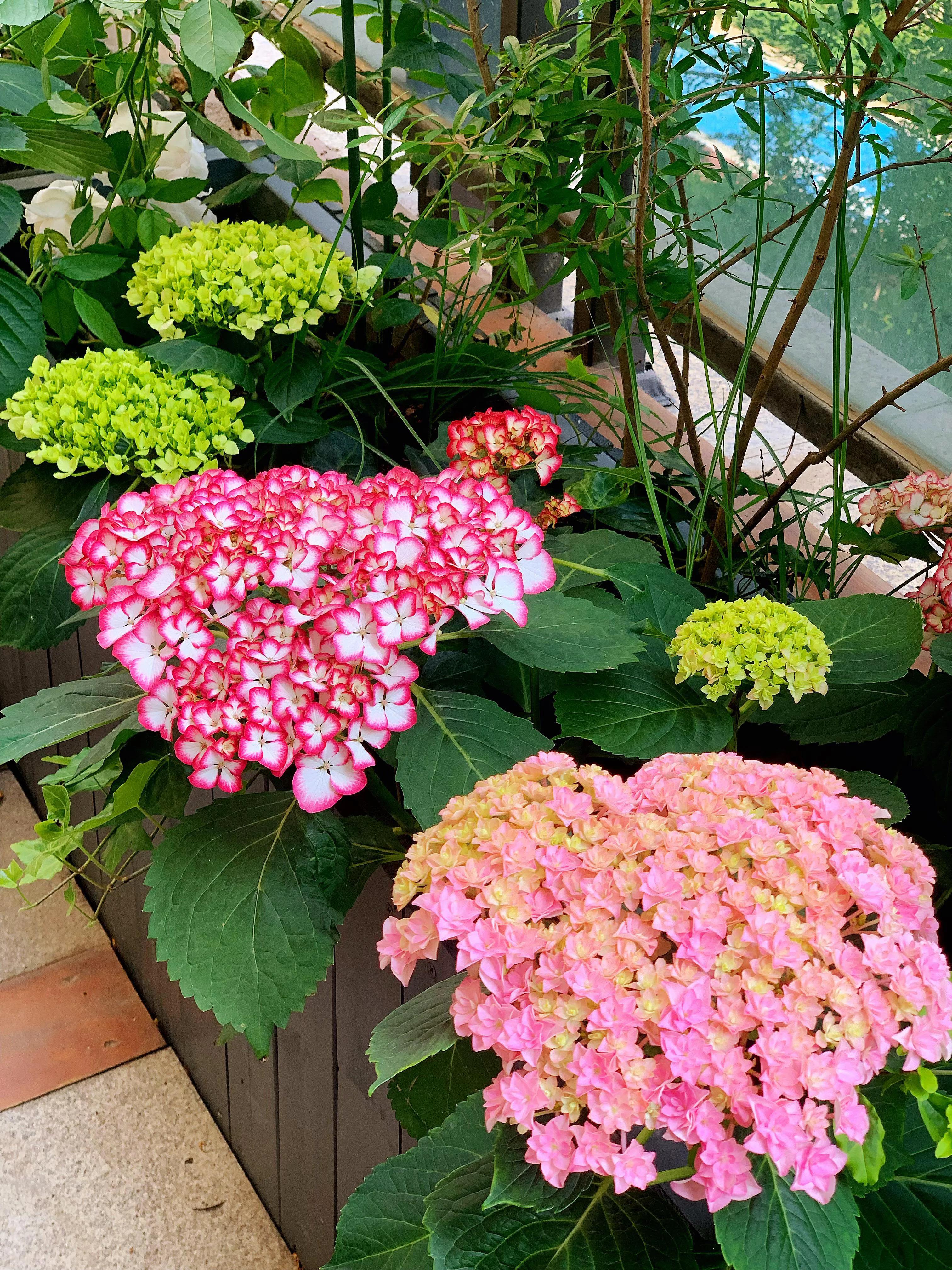 花期长又香的月季花园,花期超长又好养的经典月季