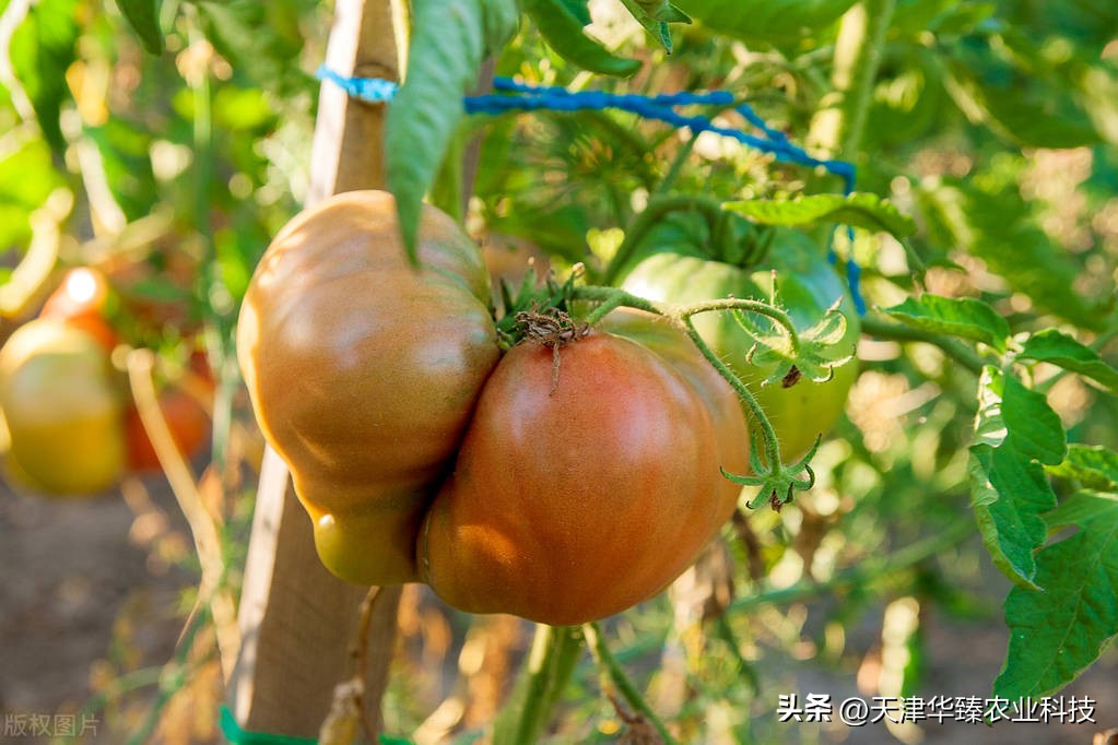 不爱吃西红柿的原因,番茄露天种植遇上高温怎么办