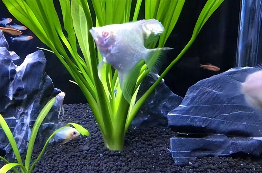 鱼撞缸是怎么回事？鱼撞缸的6种原因！