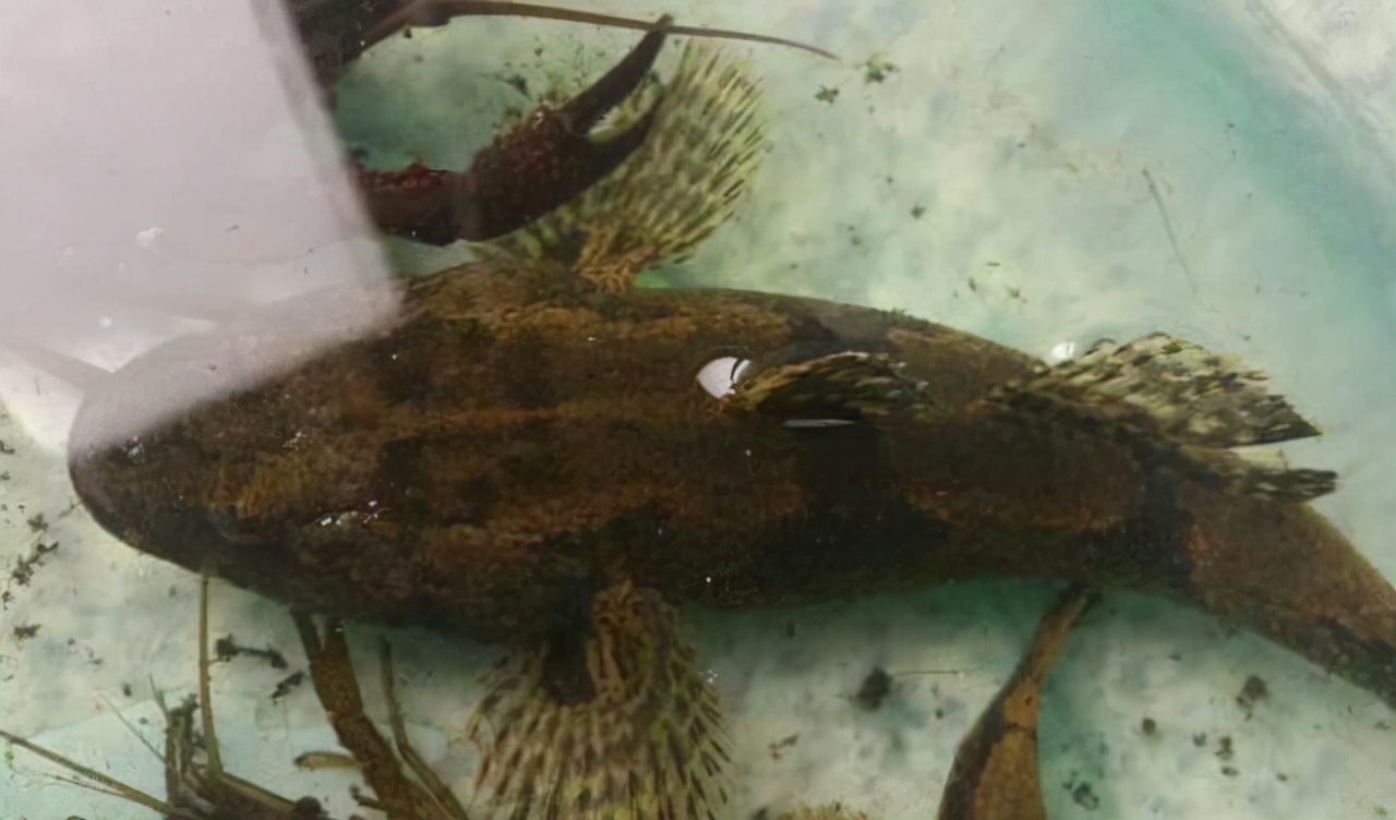 最常见的50种食用鱼吃法和价格,十种常用食用鱼类介绍