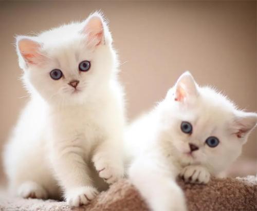 蟑螂怎么消灭最彻底的小妙招,蟑螂怎么消灭最彻底的小妙方