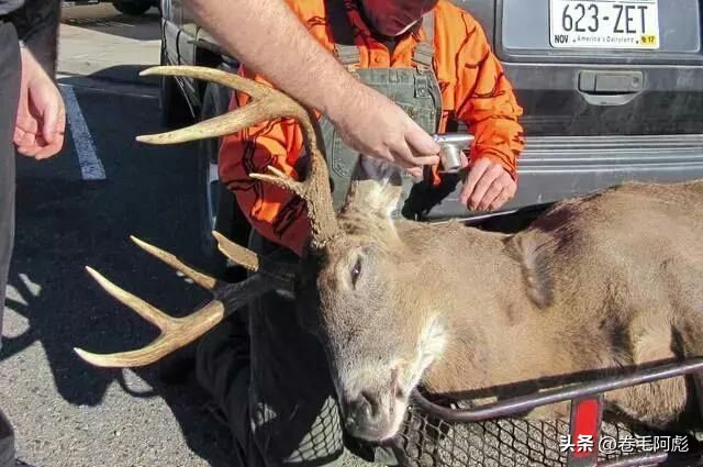 美国女子吃蜱虫被咬死,美国女子被虫子咬