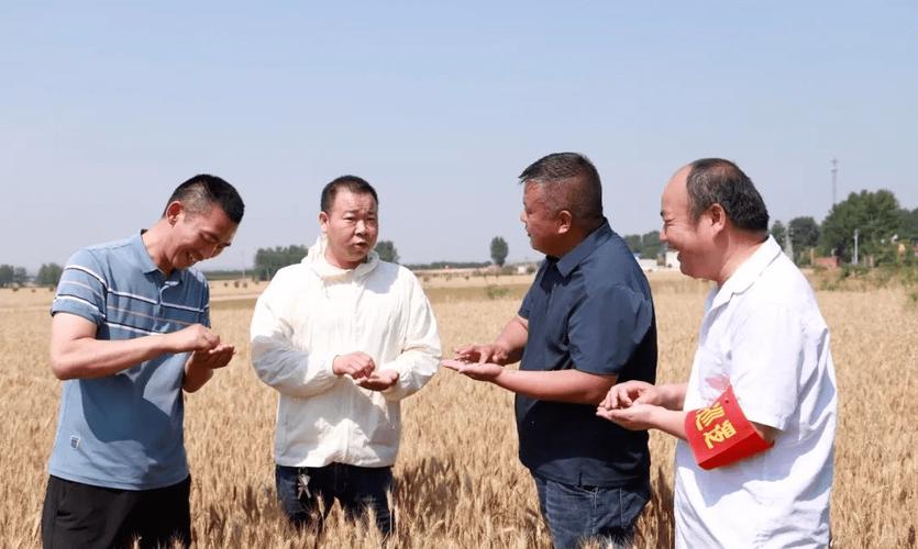 小麦收割跨区作业证,严查跨区作业证导致收割机被扣