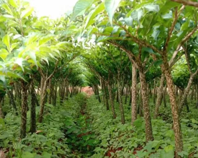 鲜魔芋做魔芋豆腐,魔芋豆腐制作视频