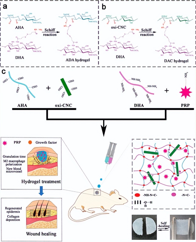 郑大/武汉纺织：自愈透明质酸纳米复合水凝胶