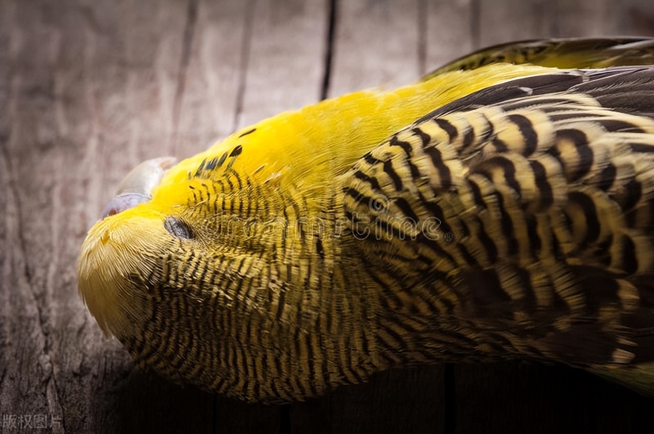 鹦鹉忽然啄羽毛怎么办,鹦鹉突然拔自己羽毛