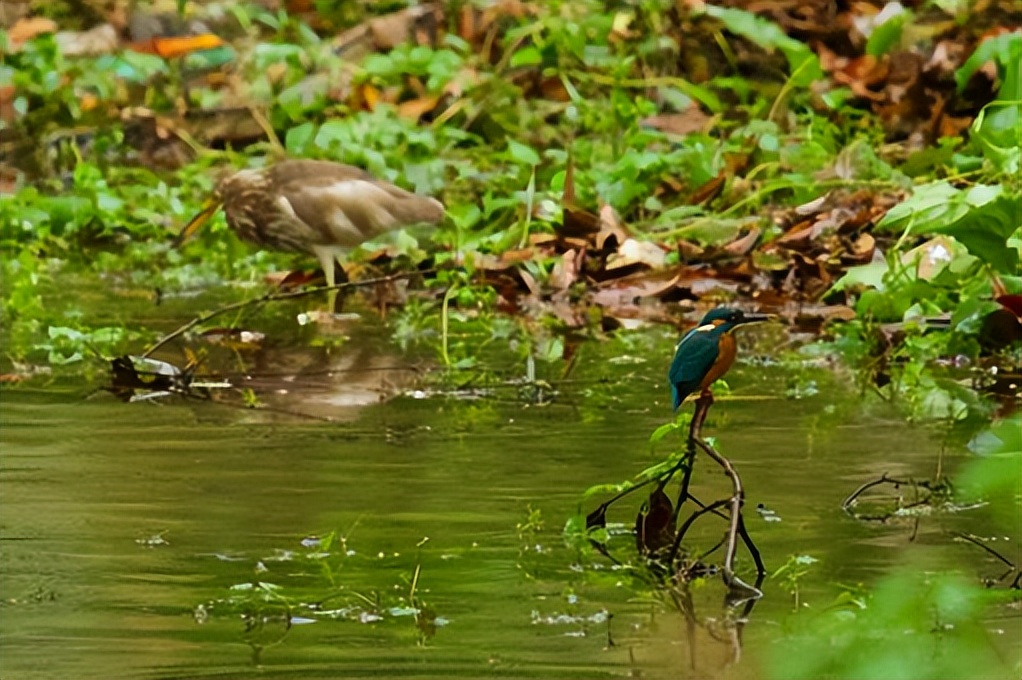 坪山金龟生态艺术小镇,坪山全域自然博物步道