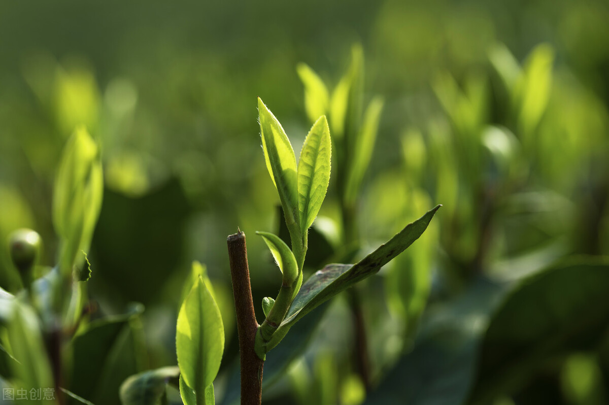 绿茶龙井茶叶直播,绿茶龙井茶叶价格表