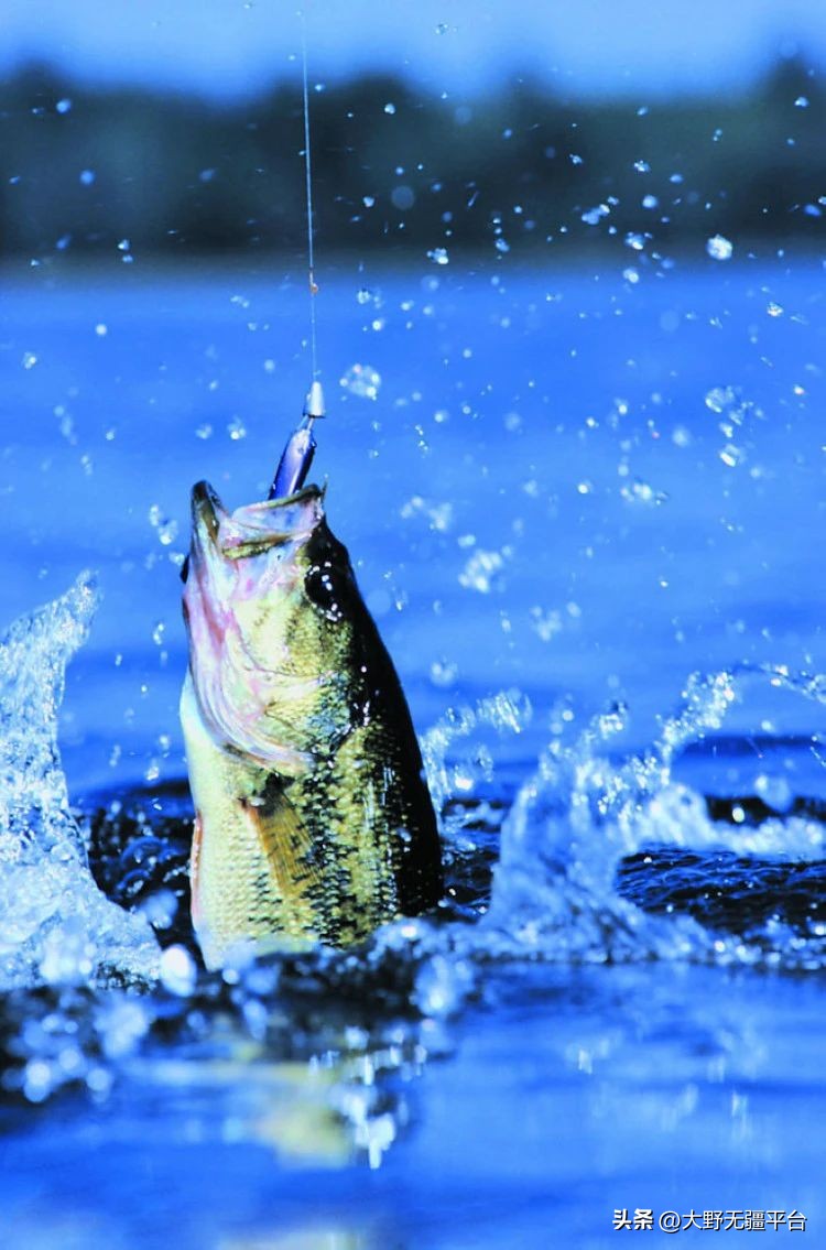 小说钓鱼执法完整版,小说钓鱼系统