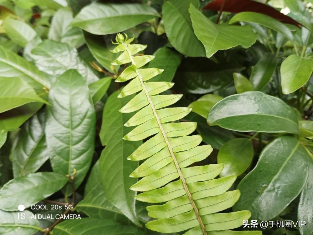 值得买的千元5g手机,酷派cool20s5g能用三年吗