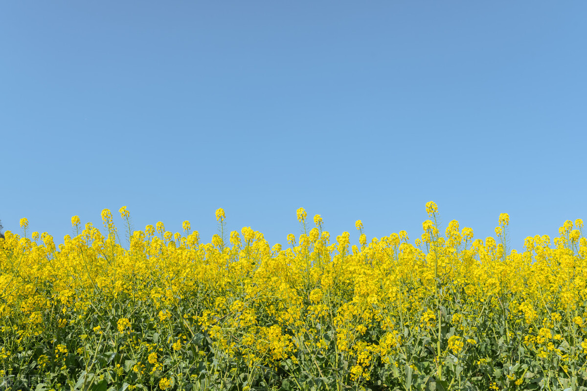 一首经典的写春天的古诗词,关于春天的古诗词有多少首
