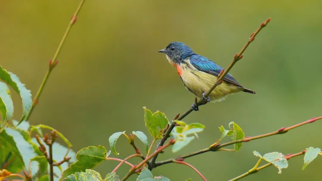适马150-600dgdn镜头评测,适马150-600dg和s版