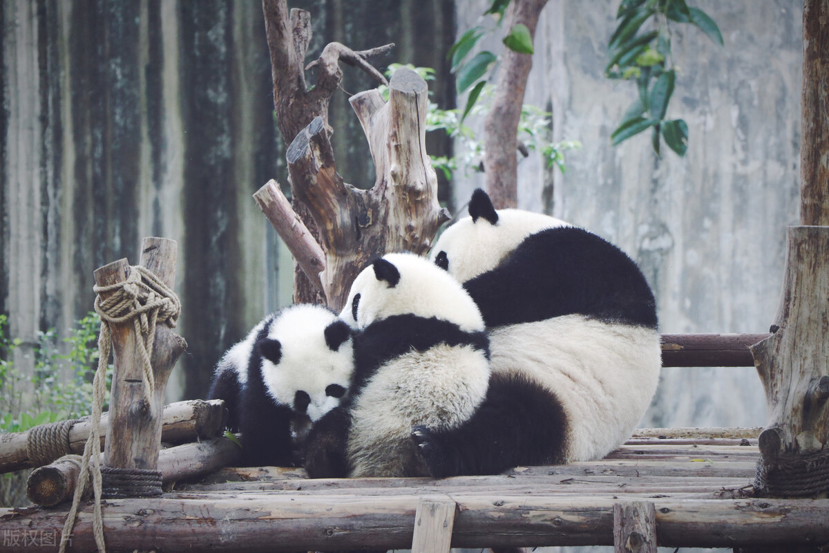 成都买房优势分析,成都刚需买房还有优势吗