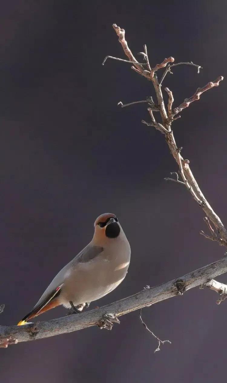 太平鸟图片大鸟,太平鸟图片大全高清壁纸