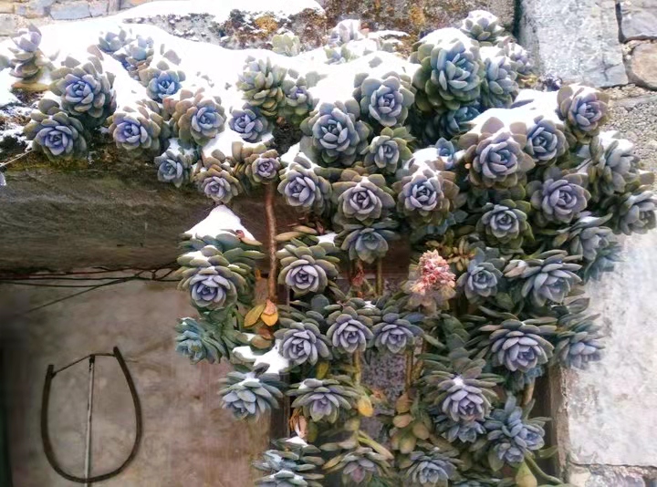 在别人家房顶上捡免费的多肉,农村里捡野生多肉