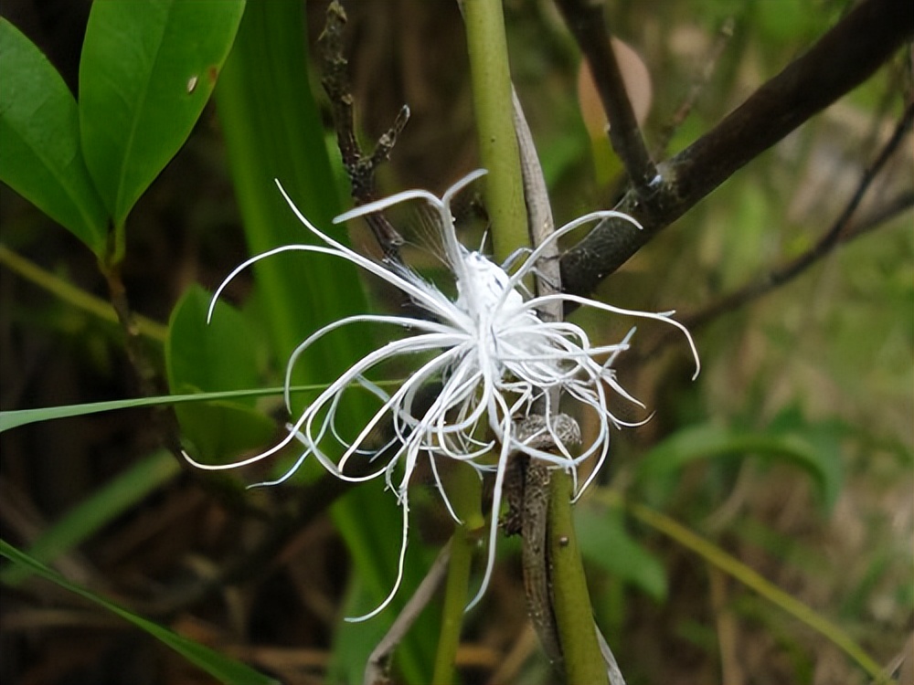 真正的丛林美食有哪些,硬核知识大全100个