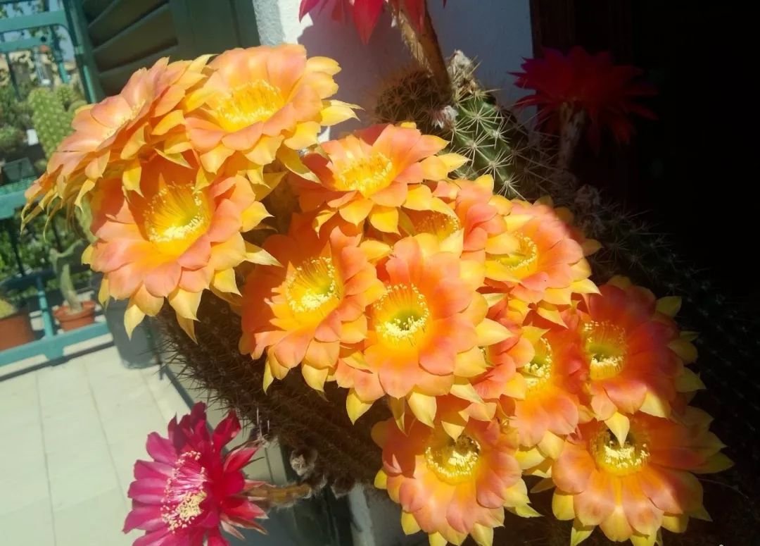 200种·仙人球开花图鉴，大开眼界，美到爆