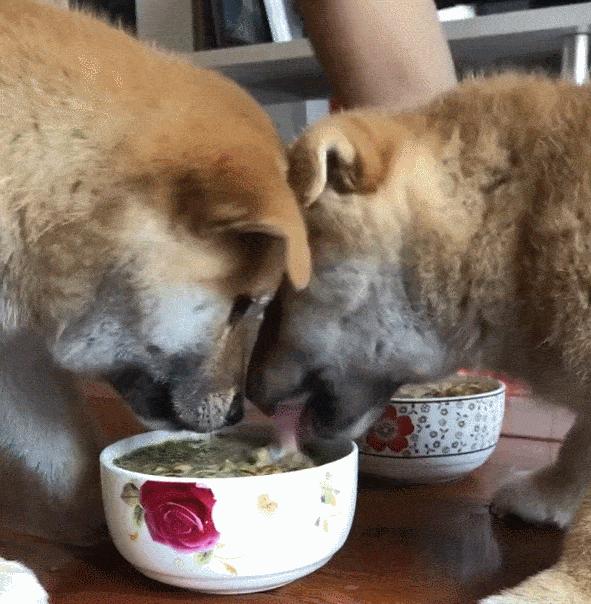 鼻饲喂食正确方法和注意事项,金毛喂食注意事项及禁忌