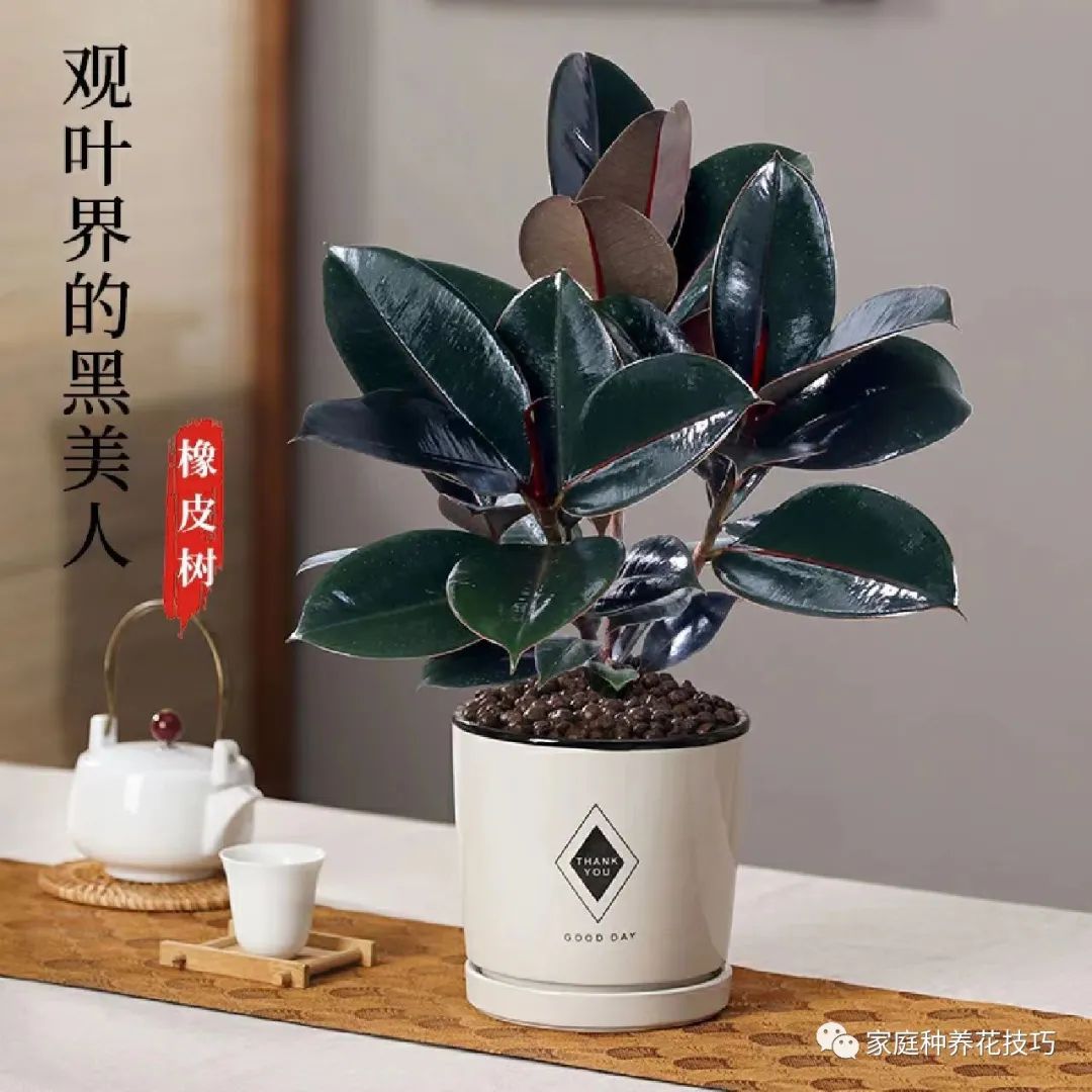 招财进宝植物的风水,寓意招财进宝的植物