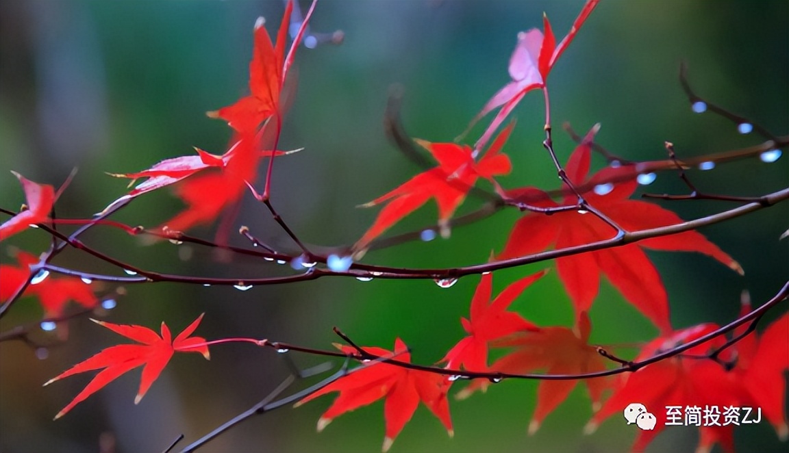 孟德稳新手期货交易教程,孟德稳期货教学视频完整版