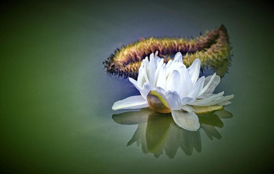 荷花莲子诗句经典名句,荷花莲子的诗句