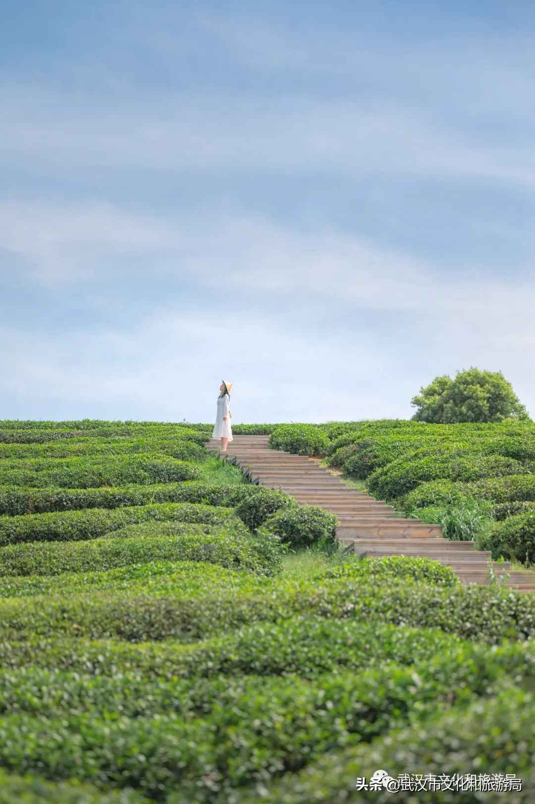 万亩野生古茶园,武汉野生森林