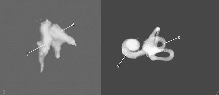 耳部解剖结构和生理功能,耳部解剖笔记