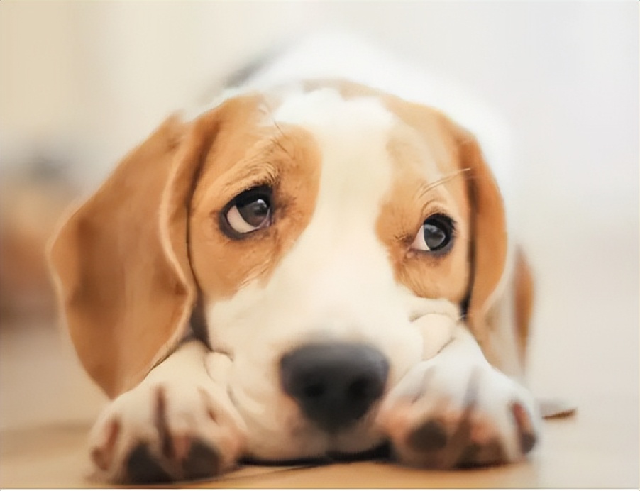 免费！成华区犬只狂犬病集中免疫来啦，快带上你的爱犬来“打针”|成华融媒