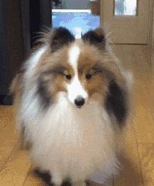 喜乐蒂幼犬多少钱一只,喜乐蒂多少钱一只