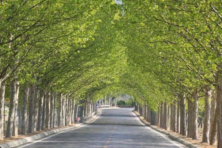 莱芜樱桃文化节,莱芜樱桃文化旅行节