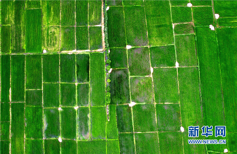 延边最出名的大米延边龙井大米,海兰江畔美景