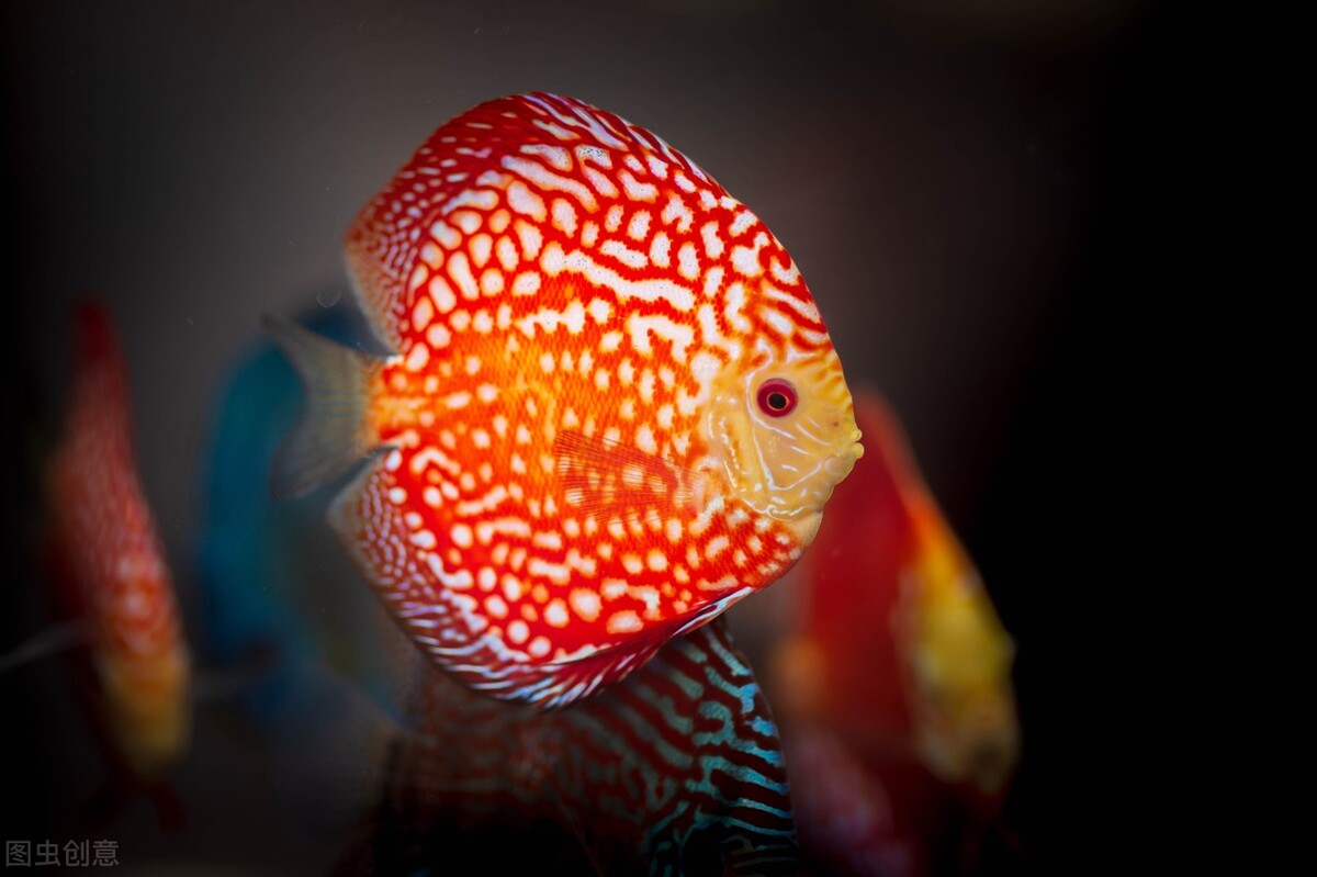 七彩神仙鱼水温24度,七彩神仙的水温低于20度能成活吗