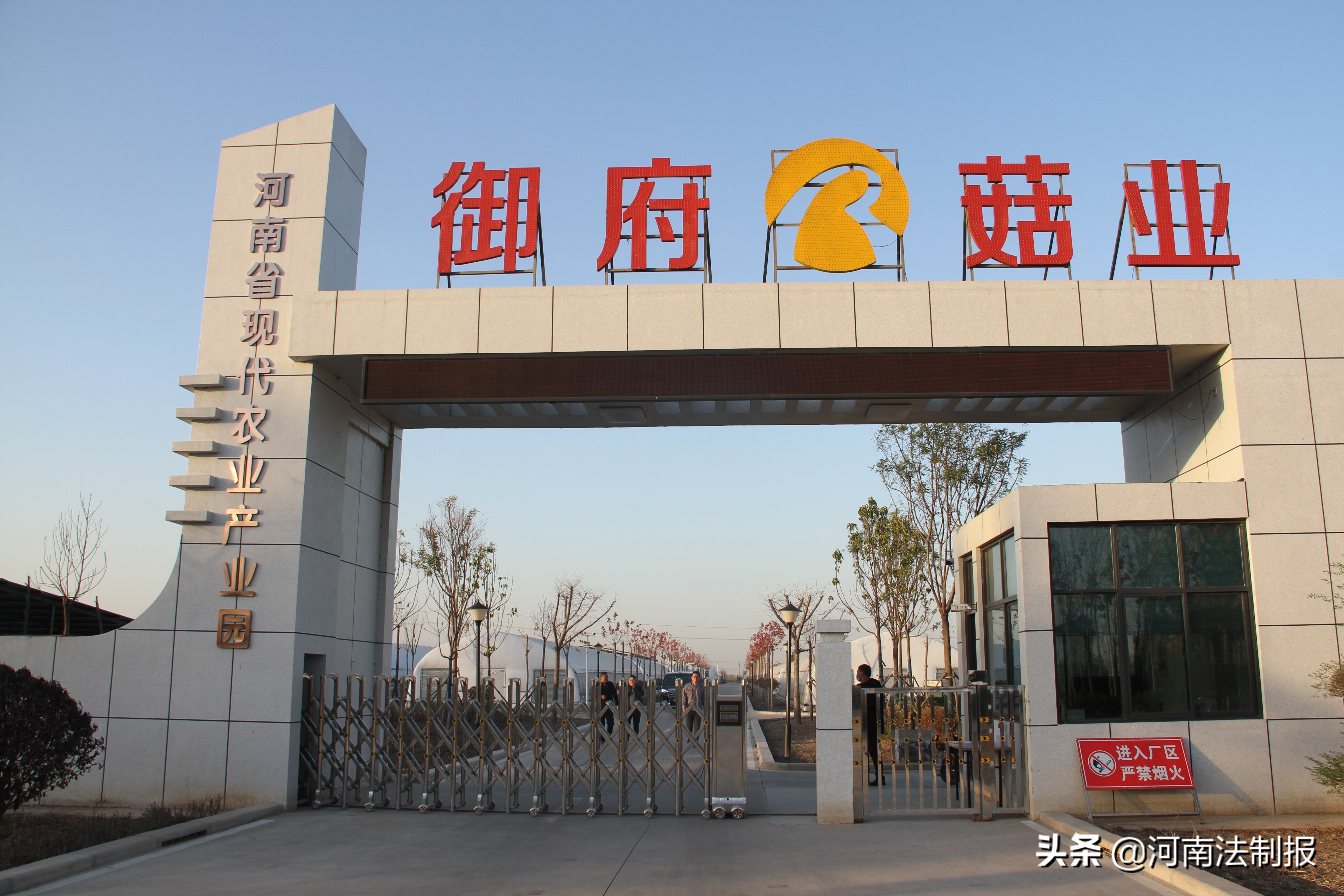 小香菇撑起百姓致富伞,小香菇撑农民致富伞