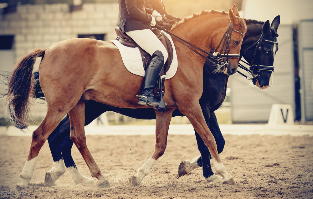 臭马肉离不开花椒油炸是什么意思,马肉和骡子肉和驴肉哪个肉更好呢