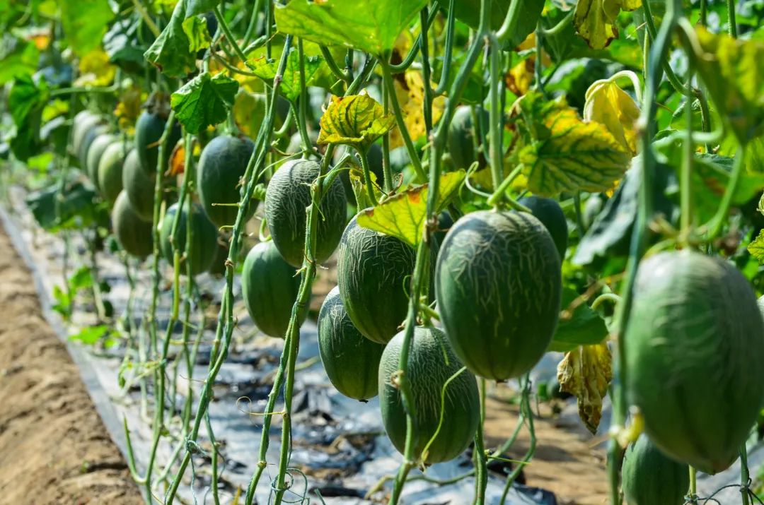 济南采摘园推荐最新,济南采摘园推荐秋季