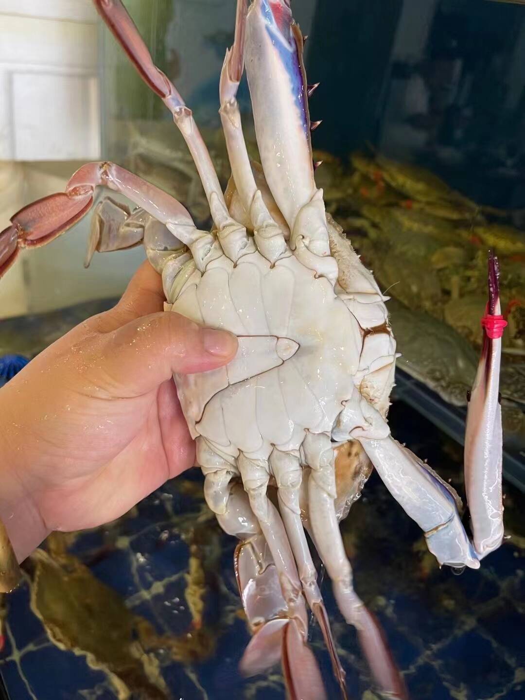 肥美梭子蟹抢鲜上市,梭子蟹活鲜连云港