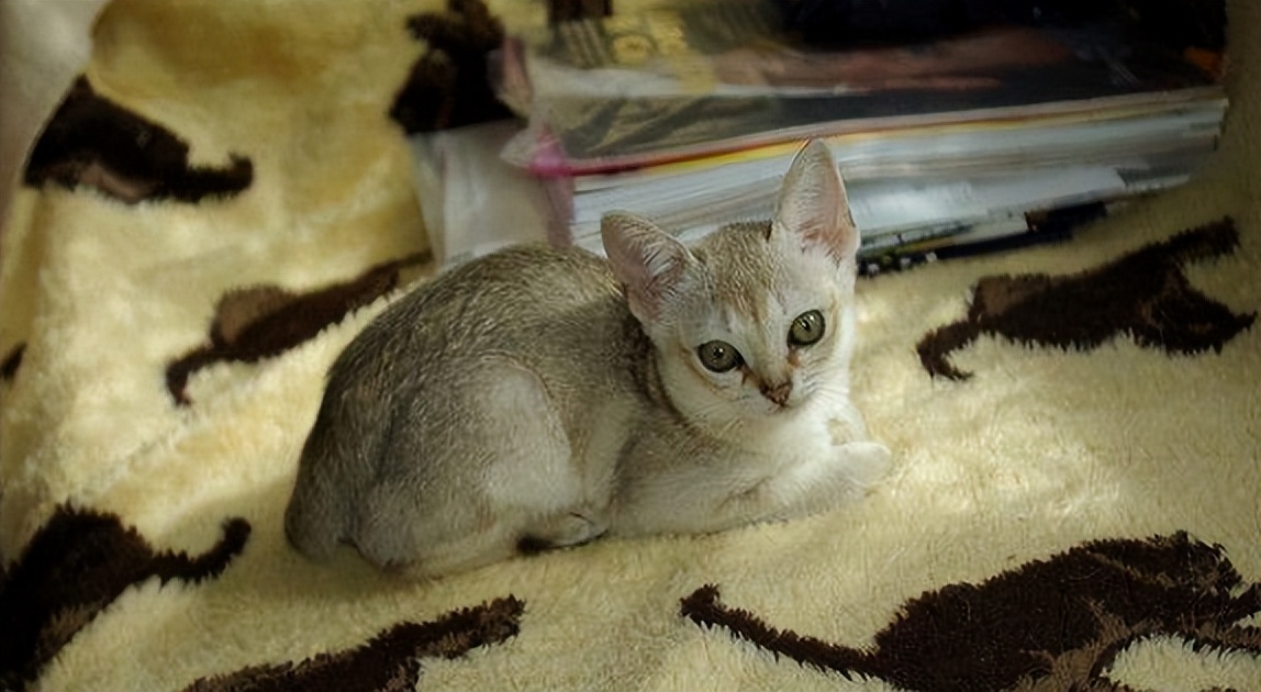 猫咪霸占吉娃娃的窝,猫咪吉娃娃玩具