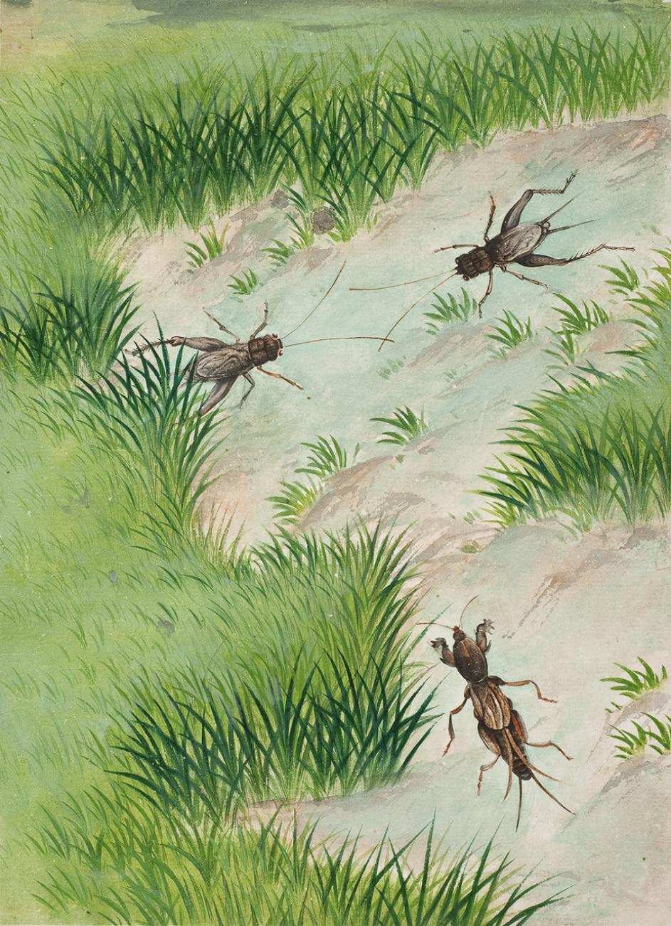 太原市迎泽区：区科技局联合区委宣传部、区科协和迎泽街道共同举办中草药图谱线上展览（动物篇）