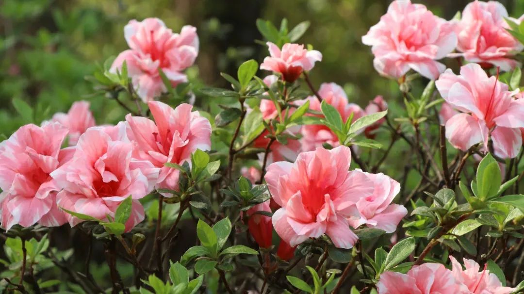 收好这份赏花攻略,春有约花不误一起来赏花