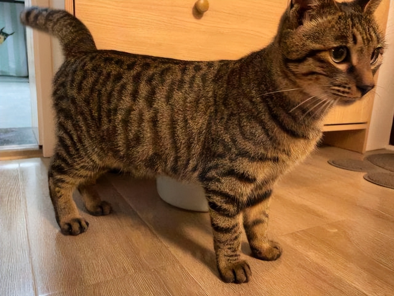 狸花猫护食该打吗,护主的狸花猫