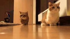 5种“香水猫”，身上自带体香，一只比一只香，多养几只香满屋