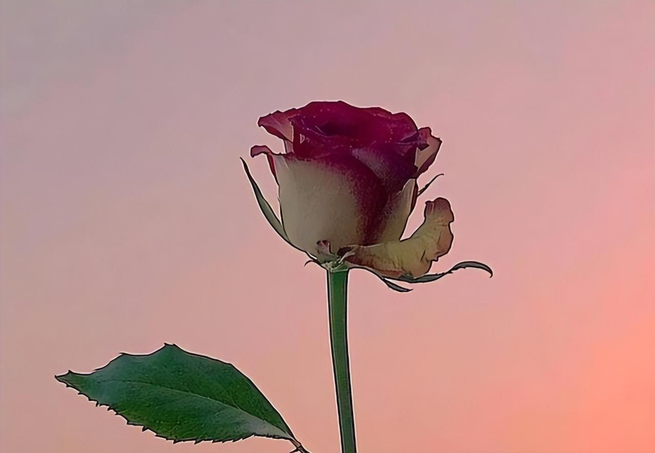 怎样让女人对你用情至深,想让女人对你上瘾其实只需要三步