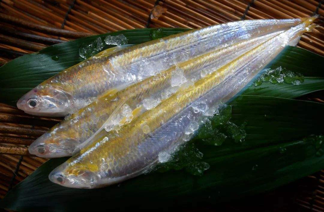 什么年代禁捕刀鱼,1万一斤刀鱼