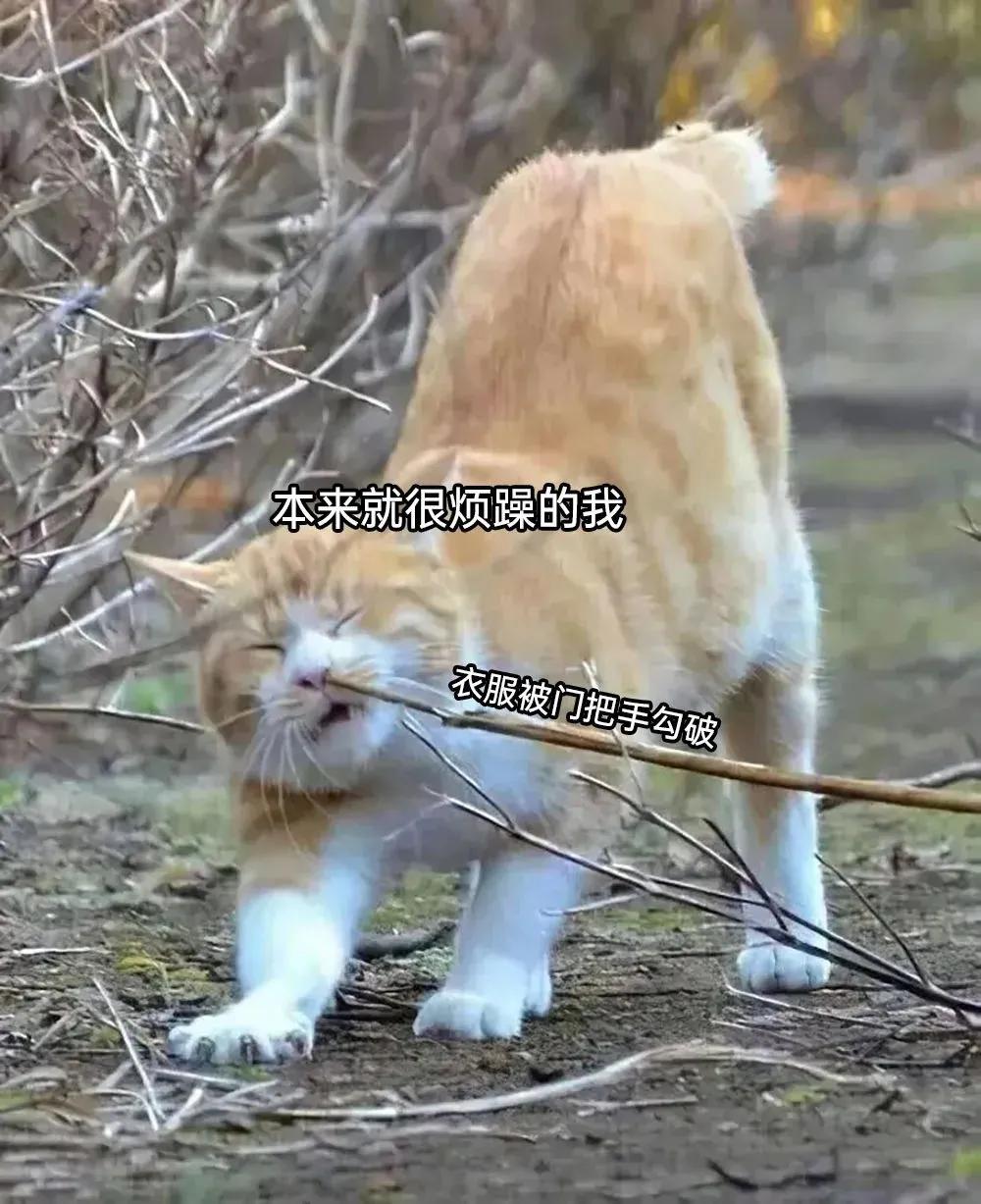 meme搞笑图,月初月末搞笑图片