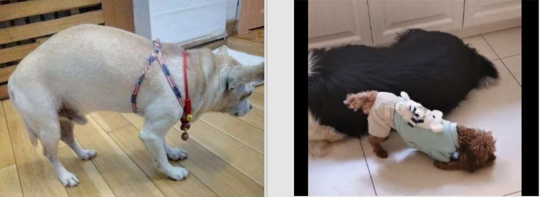 狗吃腊肠会拉肚子吗,狗吃香肠为什么会吐出白沫