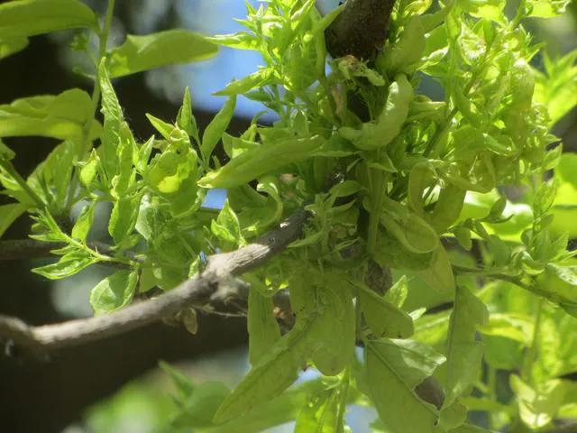 枣树“发疯”是如何造成的？怎样才能防治解决？看完明白