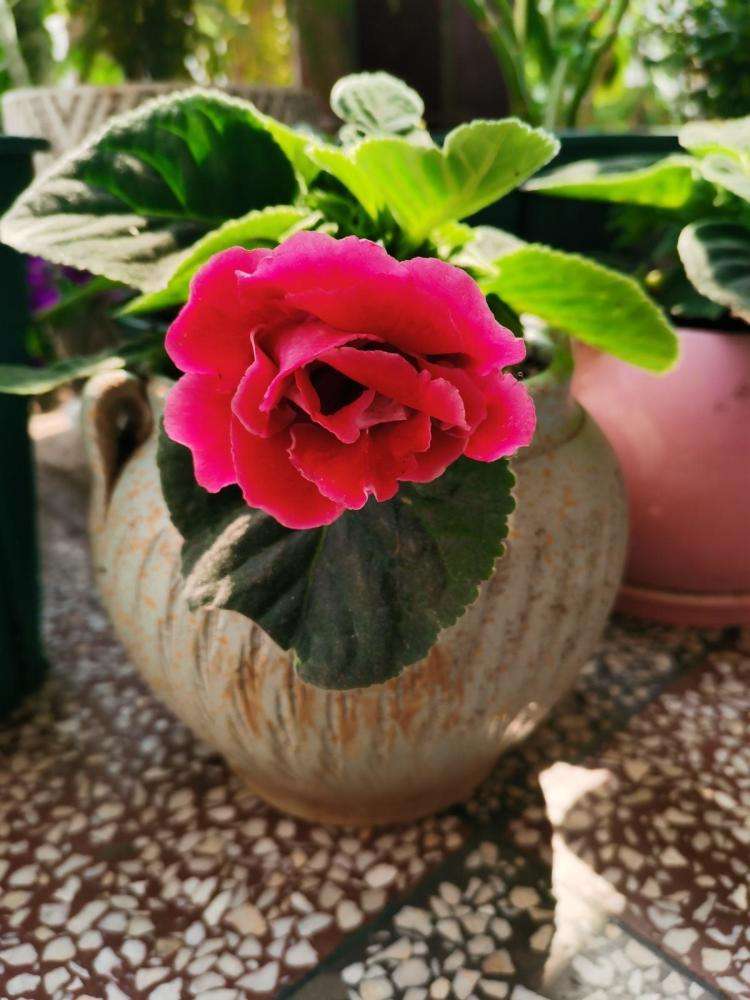 家里光照不足建议养这10种耐阴花,阴暗无光角落适合养什么花