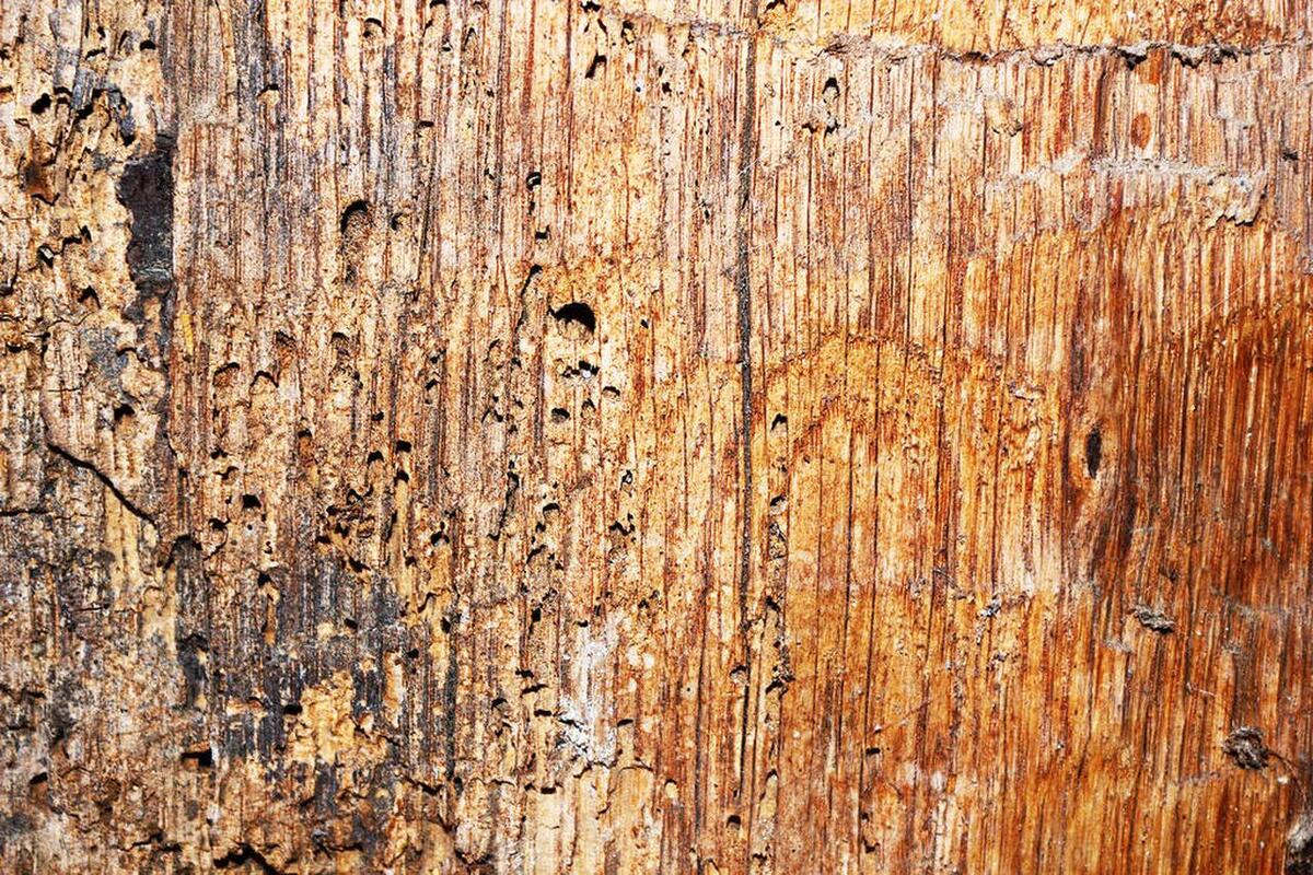 木质家具里的虫子怎么彻底清除,家具有蛀虫怎么消灭干净