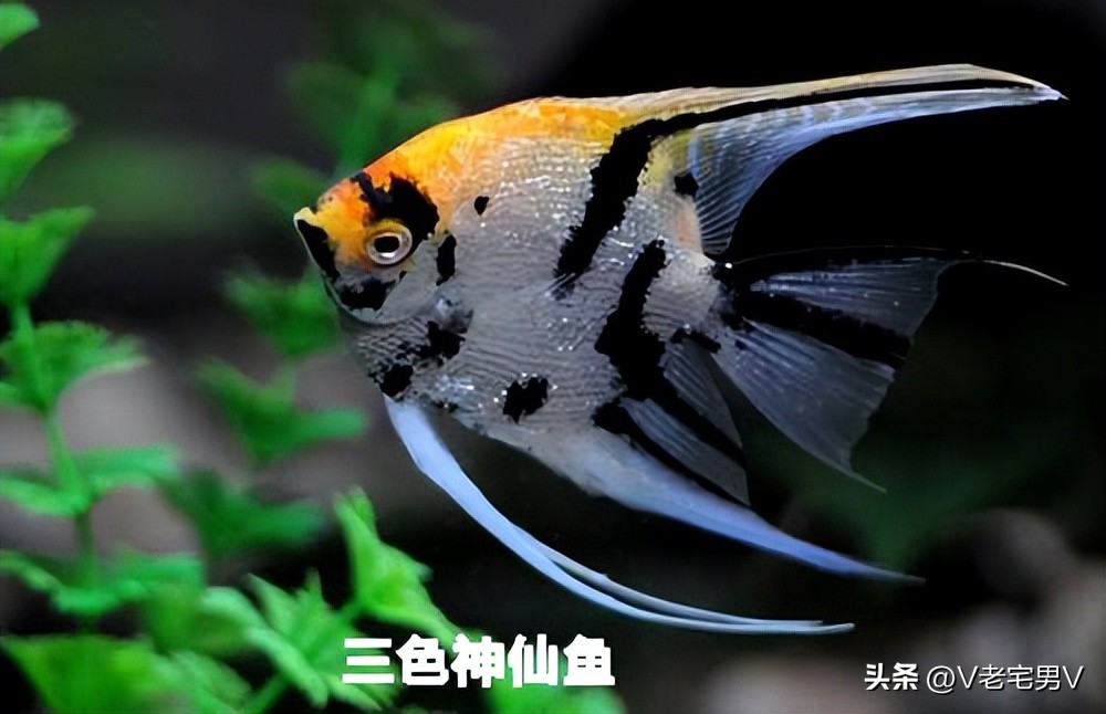 神仙鱼燕鱼各种品种,燕鱼神仙鱼能长多大