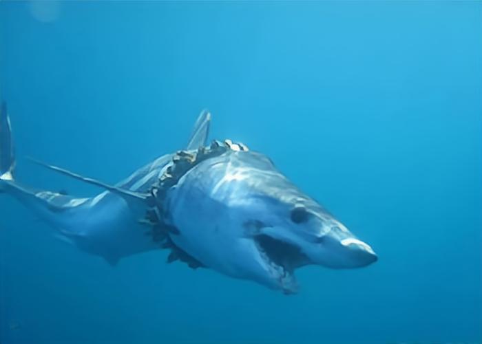 1942年，中国小伙潘镰落入大西洋，靠喝鸟血吃鲨鱼肉熬了133天